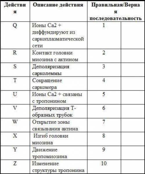 показаны действия этапы, которые происходят во время сокращея мышц. Укажите прашальную последователь