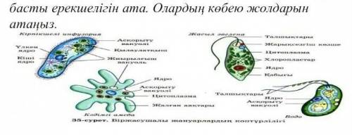 Вопросы учителя по новой теме 1. Что такое одноклеточный организм? 2. Что такое одноклеточные органи