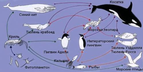 Задача 1. Скласти ланцюг живлення. Чайка, водорості, риба, бактерії. ( олівцем зверху підписати прод