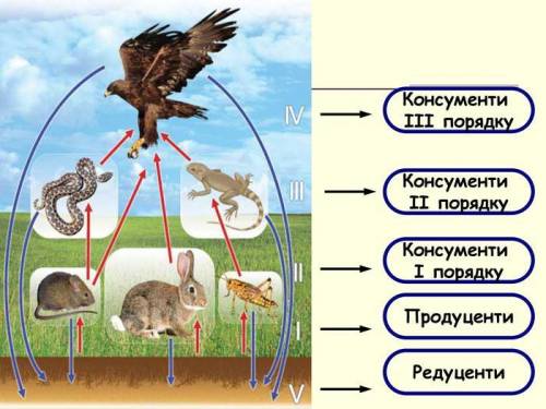 Задача 1. Скласти ланцюг живлення. Чайка, водорості, риба, бактерії. ( олівцем зверху підписати прод