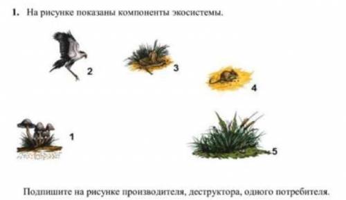 На рисунке показаны компоненты экосистемы подпишите на рисунке производителя деструктора одного потр