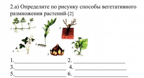 Определите по рисунку свойства вегетативного размножения