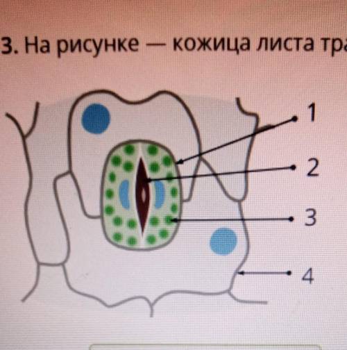 3. На рисунке — кожица листа традесканции под микроскопом. Что изображено на рисунке под цифрой 1? 1