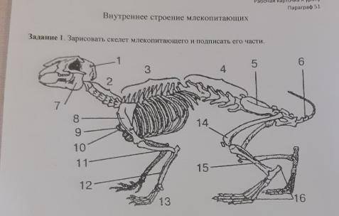 подпишите названия частей тела под цифрами