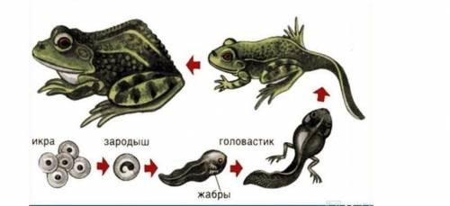 2. На рисунке изображена схема развития лягушки. а) определите тип развития животного б) опишите ста