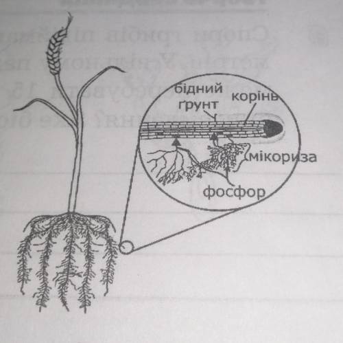 Розгляньте схему Мікорити міцелік триба та коренів рослини. Укажітькористь таких взаємовідносин:для 