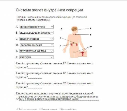 сделатьСистема желез внутренней секреции