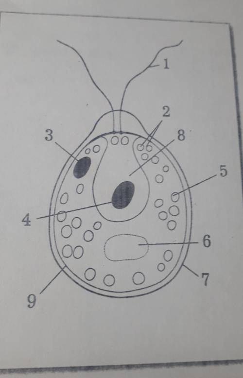 Поставте цифры название частей клетки хламидомонады в соответствии с рисунком : -цитоплазма-жгутик-к