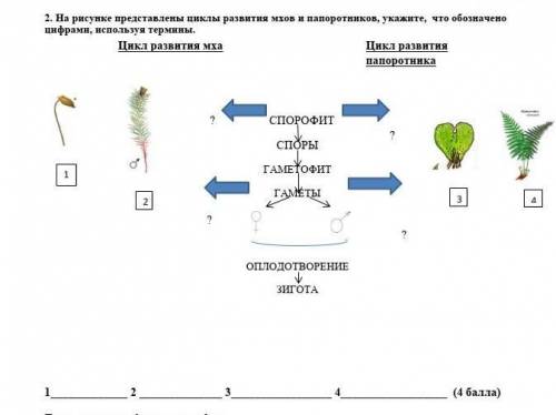 СОР.На рисунке представлены циклы развития мхов и папоротников, укажите, что обозначено цифрами, исп