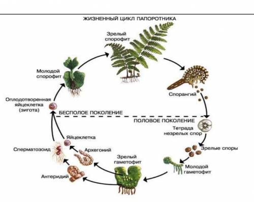 3. На рисунке изображен жизненный цикл папоротника 1.Чем представлен гаметофит папоротника?  2. Како