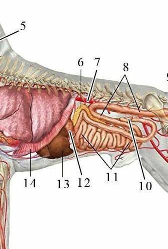 Внутрение строение собаки​