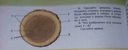 Лабораторная работа No 11 Изучение строения древесного стебляна поперечном спилеЦель: Подсчитать кол