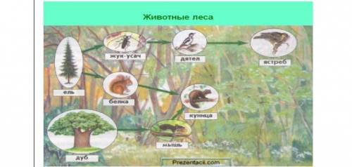 1. Задание Взаимосвязь компонентов экосистемы. Чаще всего взаимосвязь компонентов данного сообщества