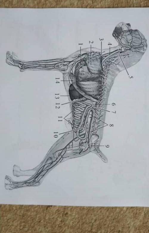 Внутреннее строение собакиБиология По порядку желательно)​