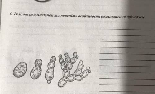 Розгляньте малюнок та поясніть її особливості розмноження дріжджів