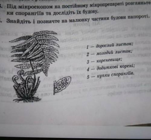 4. Знайдіть і позначте на малюнку частини будови папористі, 1 - дорослий листок;2 молодий листок;3 -