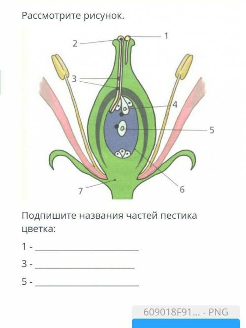 Рассмотрите рисунок. 2 1 3 4 5 7 6 названия частей пестика Подпишите цветка ​