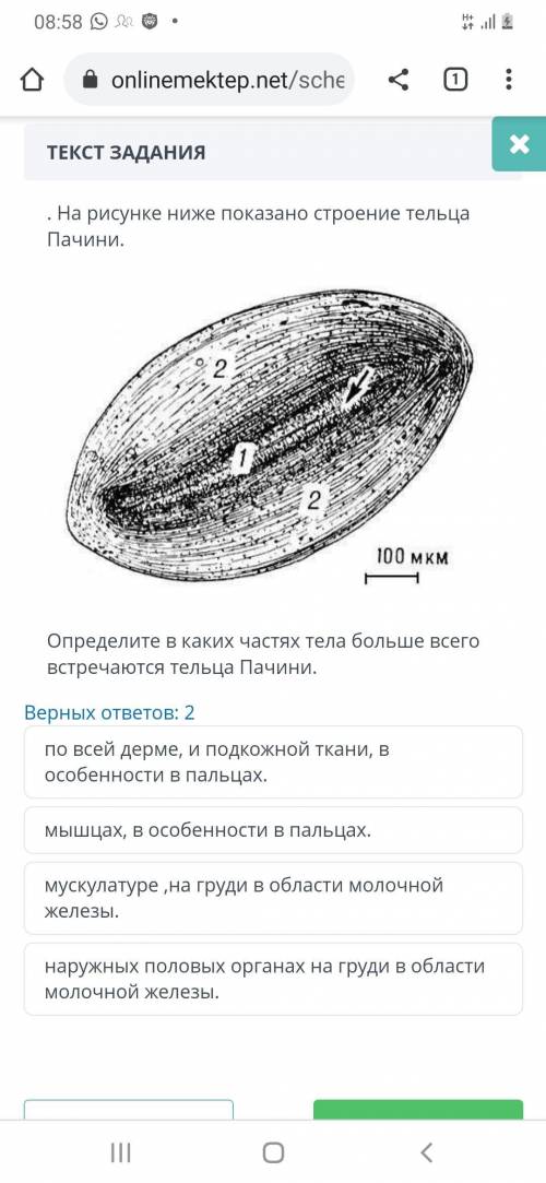 Определите в каких частях тела больше всего встречаются тельца Пачини