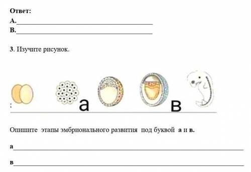 3. Изучите рисунок.   Опишите  этапы эмбрионального развития  под буквой  а и в.ав​