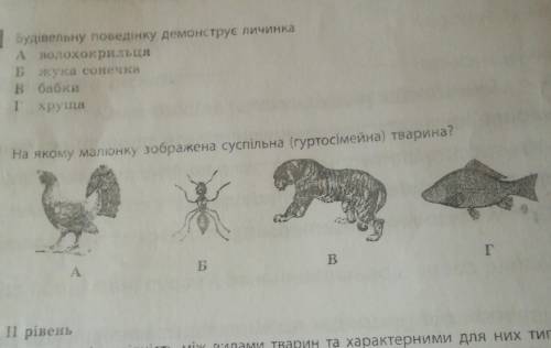 На якому малюнку зображена суспильнв гуртосимейна тварина​