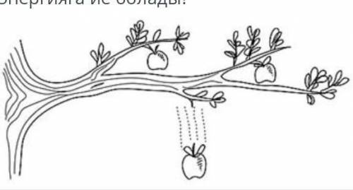 Яблоко массой 200 г свободно падает с ветки яблони на высоте 3 м на землю. Какой будет кинетическая 