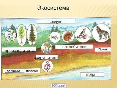 Установите соответствие компонентов экосистемы Компоненты экосистемы Название компонентов продуценты