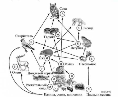 на рисунке изображено экосистема Назови их систему Перечисли виды относящиеся к продуцентам Перечисл