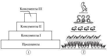 Перед вами таблица. Дополните ее представителей (по 3) № Царство Представители 1 Растения  2 Животны