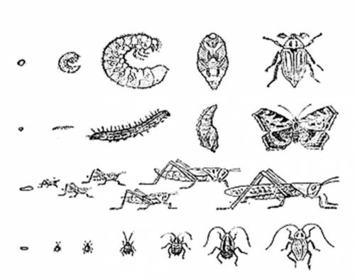Задание 6 Этапы развития каких насекомых Вы видите на рисунке? ( ) А) Назовите типы развития. Б) Опи