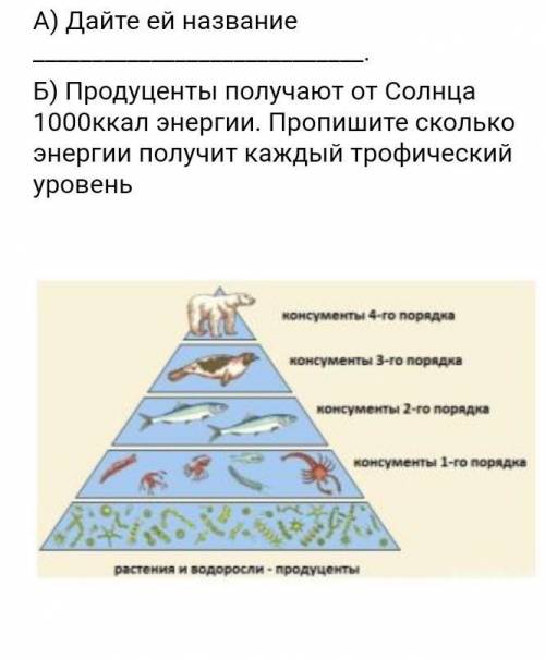 Рассмотрите рисунок экологической пирамиды.(26) А) Дайте ей название Б) Продуценты получают от Солнц