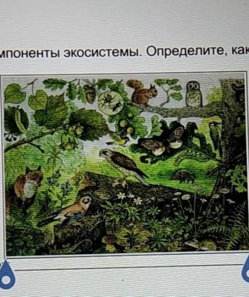Определите каких компонентов экосистемы не хватает на ртсунке​