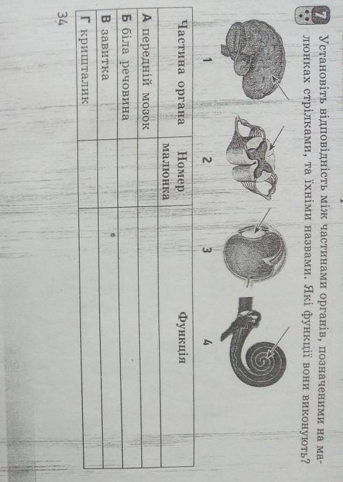 Биология! 8 класс Установіть відповідність між частинами органів, позначеними на малюнках стрілками,