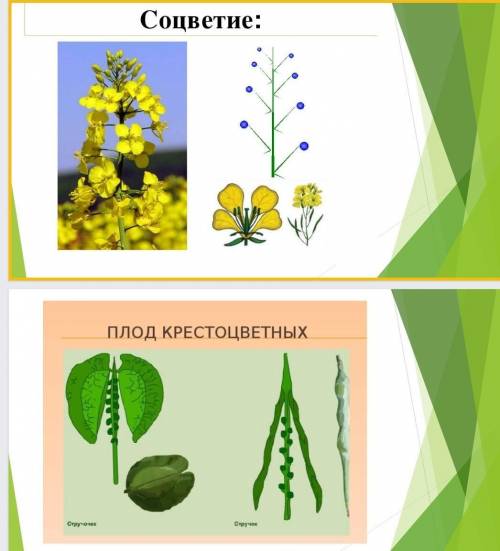 объяснице по картинке соцветие и плод крестоцветных​