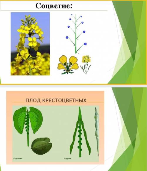 Объясните Соцветие и плод крестоцыетных по картинкам ​