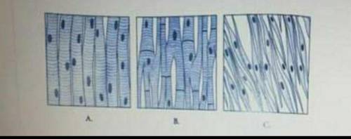 На диаграмме показаны различные типы мышечной ткани. Укажите букву этого рисунка,на котором изображе