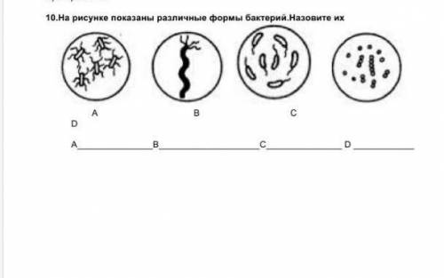 10.На рисунке показаны различные омы бактерий.Назовите их ​