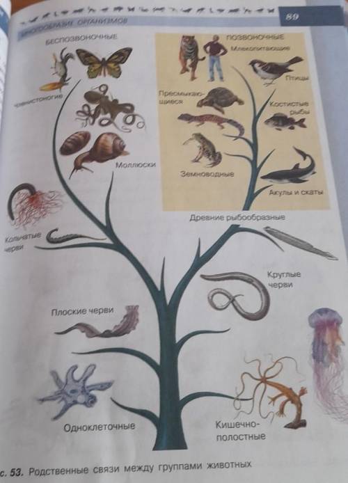 Рассмотрите рисунок 53 Составьте план рассказа о родственных связях между животными укажите место че