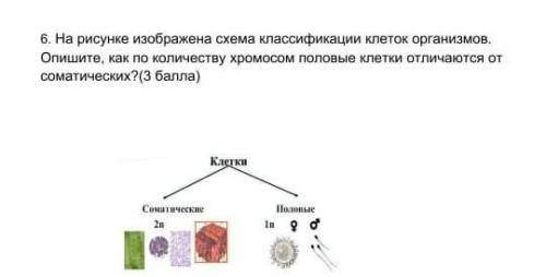 На рисунке изображена схема классификации клеток организмов . Опишите как по количеству хромосом пол