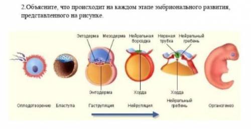 Объясните, что происходит на каждом этапе эмбриального развития, представленного на рисунке. ​