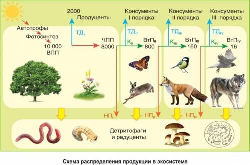 Задание 1. А) охарактеризуйте функции и роль консументов в экосистеме Б) охарактеризуйте функции и