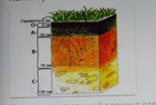 Какой буквой на схеме почвенного горизонта обозначена материнская природа вас​