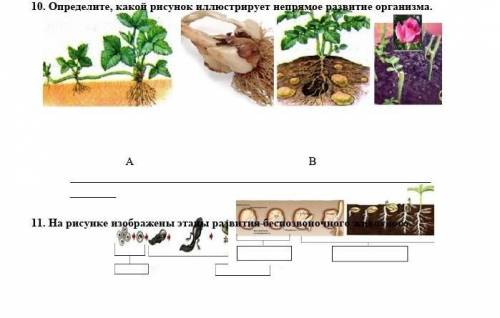 9. На рисунках показаны развитие организмов. Укажите буквой А - эмбриональное развитие и буквой В –