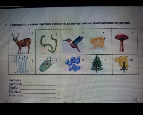 3. Определите к каким царствам​