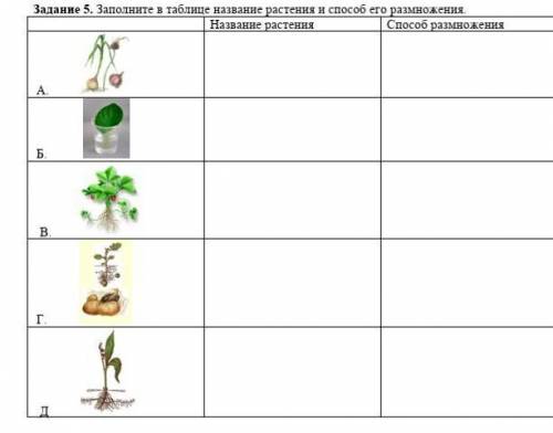 Задание 5. Заполните в таблице название растения и его размножения.  Название растения размножения​