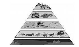 Обьясните переход энергии в экологической пирамиде