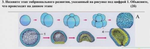 3 Назовите этап эмбрионального развития, указанный на рисунке под цифрой 1 Объясните, что происходит