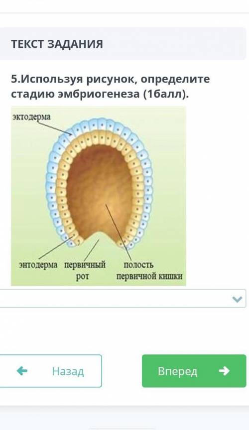 А) морула в) нейрулас)бластулад) бластоцелье)органогенныхф)мезодермаг)энтодермах)аструлаи)эктодерма