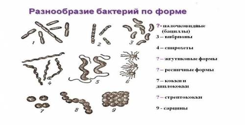 Задание 4. На рисунке показаны различные формы бактерий.  Укажите цифры, соответствующие следующим в