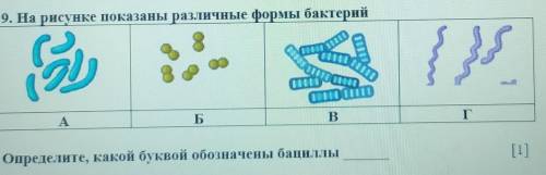 9. На рисунке показаны различные формы бактерий 9)АB ВГОпределите, какой буквой обозначены бациллы