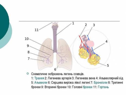 Яка будова дихання у савців​